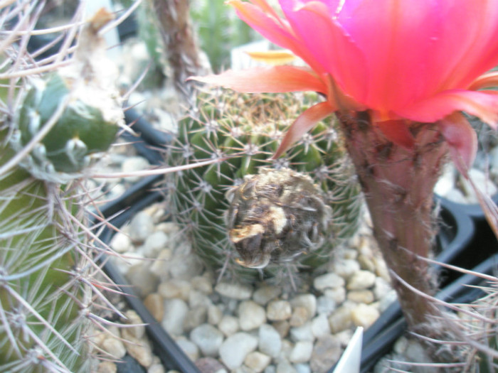 Mystique cu fruct - 22.06 - Echinopsis