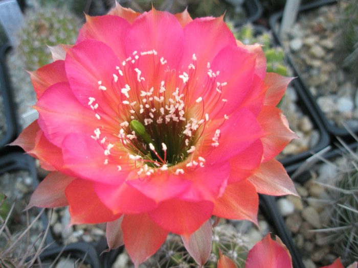Mystique - floare buna - Echinopsis