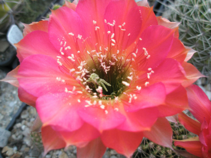 Mystique - dupa polenizare - Echinopsis