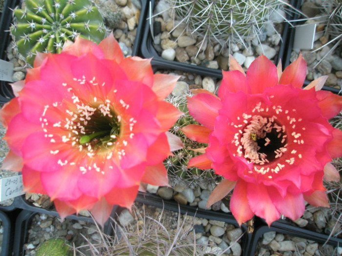 Mystique (stanga) si Dragon Lady (dreapta) - Echinopsis