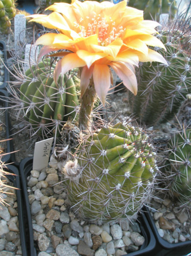 Oriole - 23.06 - Echinopsis