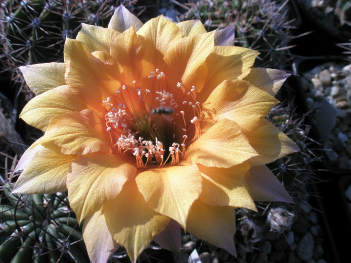 Oriole - floare - Echinopsis