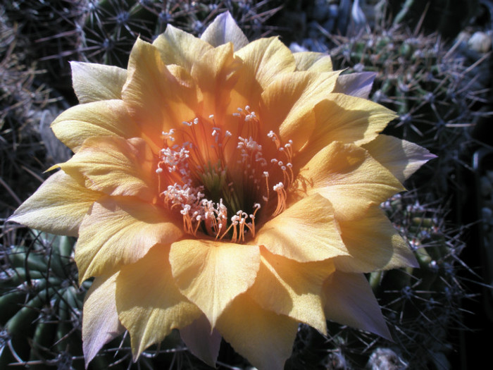 Oriole - floare 2 - Echinopsis