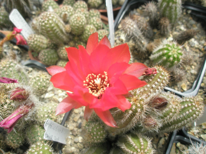 Chamaelobivia 3 - 05.06