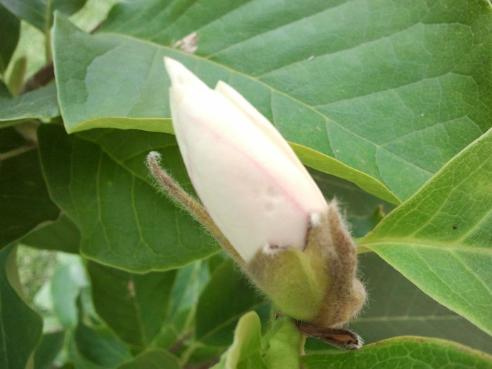 2012-06-23 16.29.09 - Magnolia soulangiana vara 2012