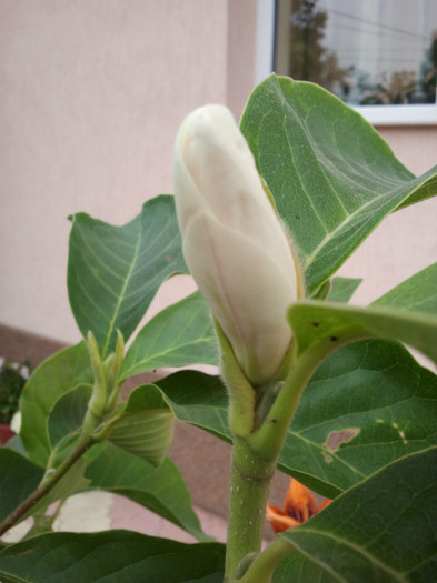 2012-06-23 16.29.20 - Magnolia soulangiana vara 2012