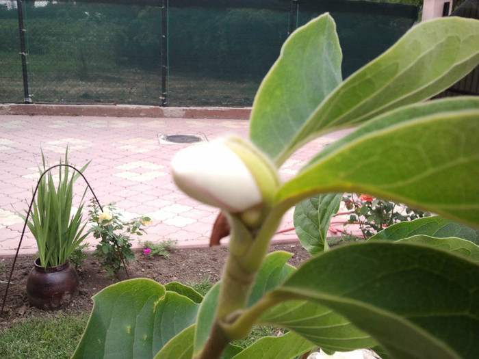 2012-06-23 16.28.45 - Magnolia soulangiana vara 2012