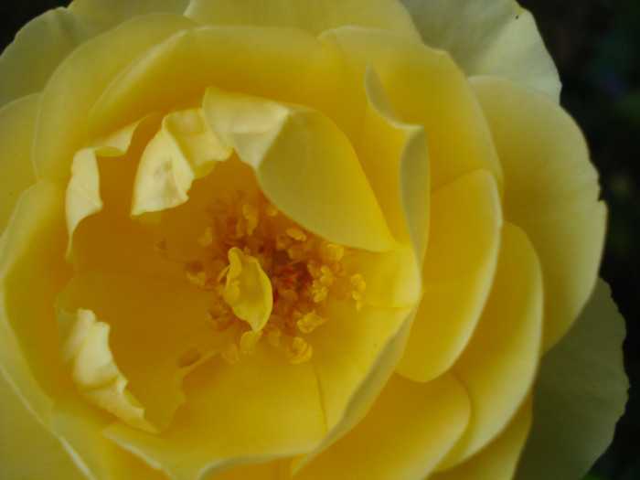 DSC05104 - Trandafiri 2012 II