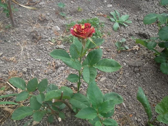 e tare mititel, dar floarea e superba - trandafiri 2012