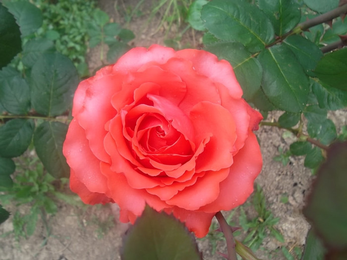 holsteinperle - trandafiri 2012