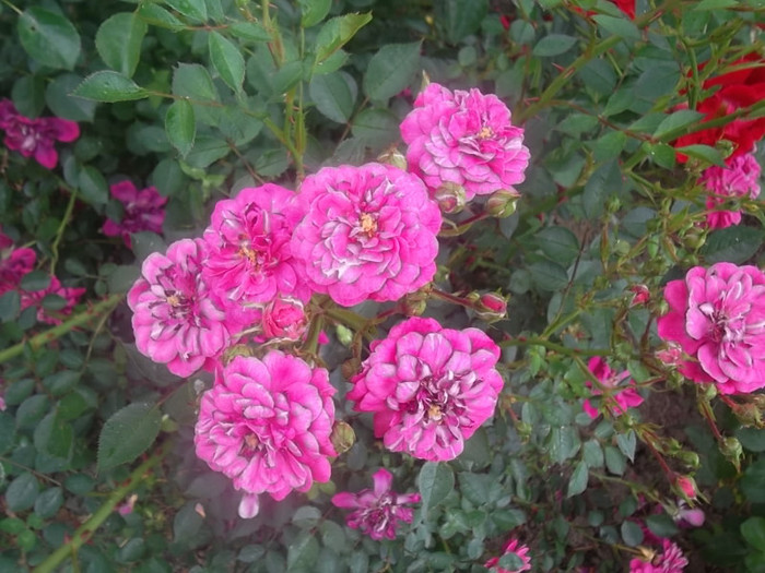 purpl rain acoperitor - trandafiri 2012