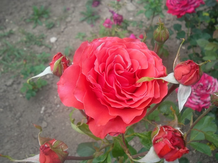 baccara? - trandafiri 2012