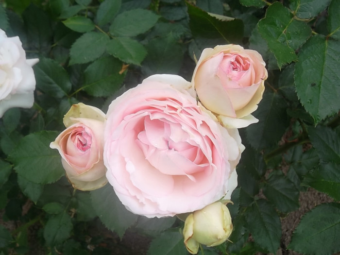 eden rose 85 - trandafiri 2012