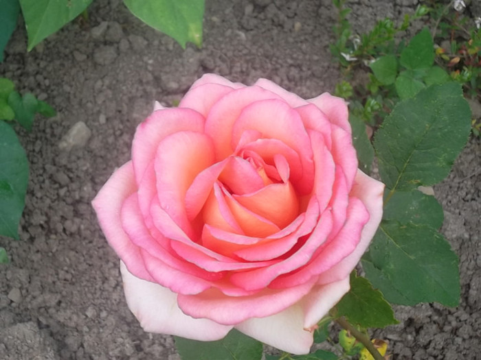 fantasia mondiale - trandafiri 2012