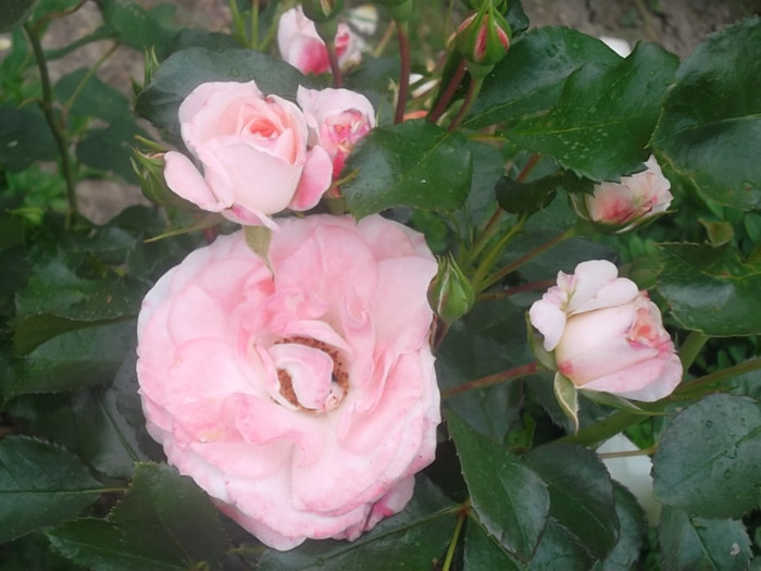  - trandafiri 2012