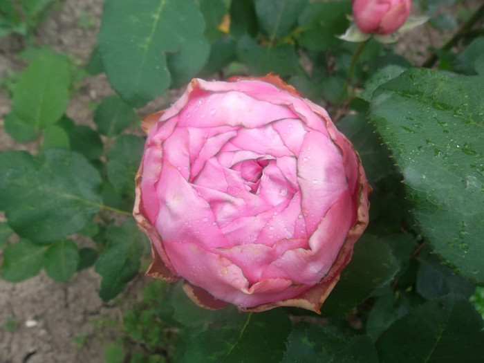 mon petit chou - trandafiri 2012