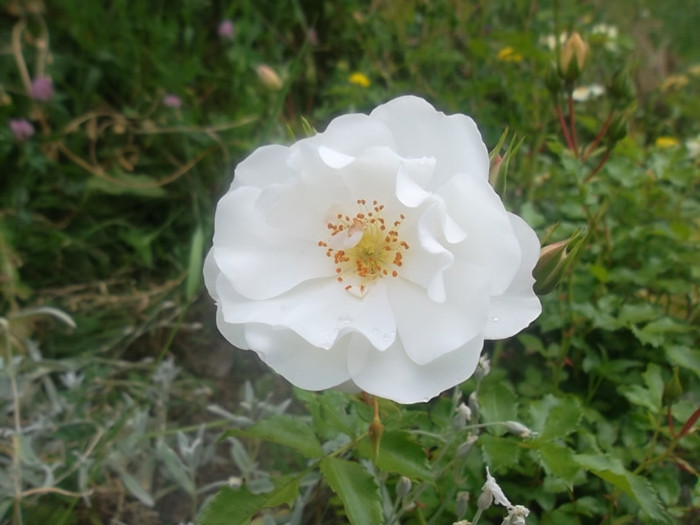 diamant acoperitor - trandafiri 2012