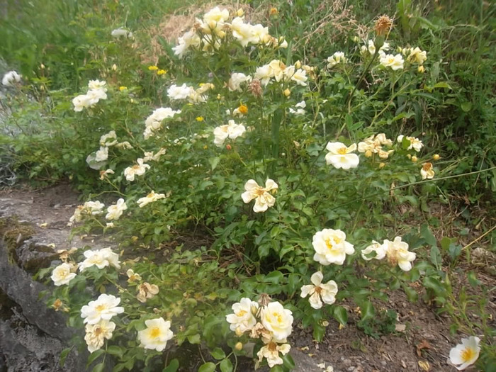 sunny rose acoperitor - trandafiri 2012