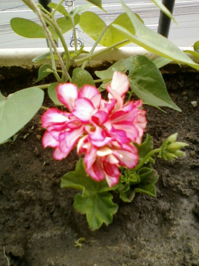 23 iunie 2012-flori 007