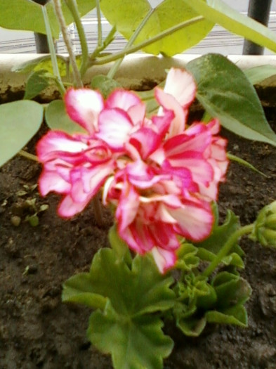 23 iunie 2012-flori 014