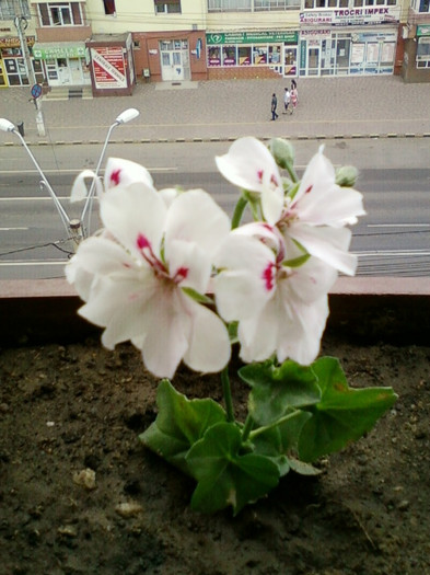 23 iunie 2012-flori 009