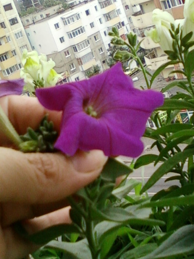 23 iunie 2012-flori 028