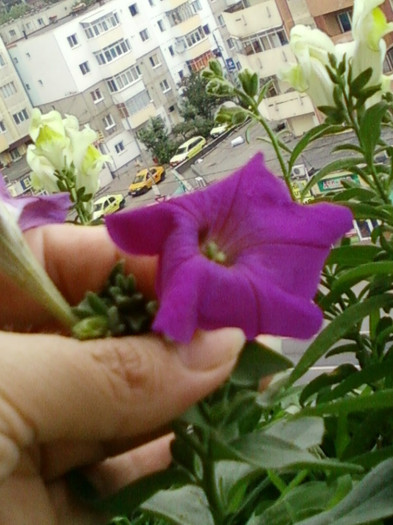23 iunie 2012-flori 030