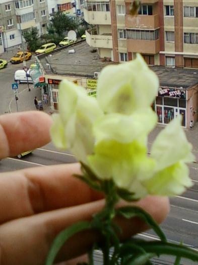 23 iunie 2012-flori 031