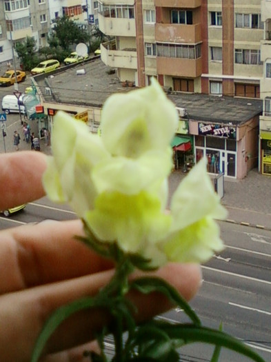 23 iunie 2012-flori 033
