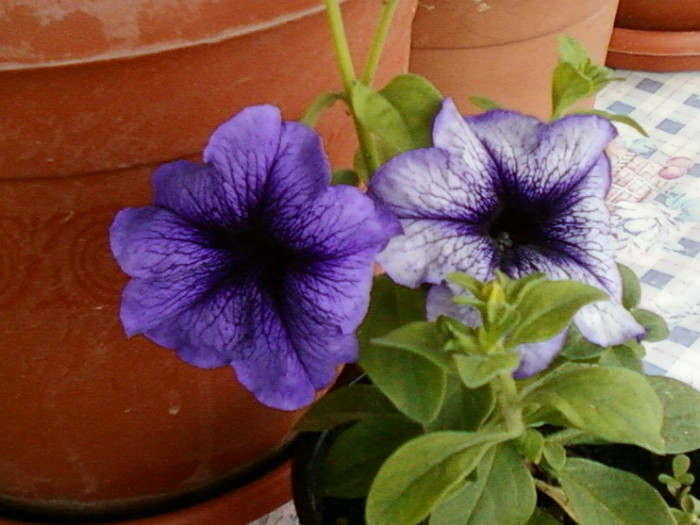 23 iunie 2012-flori 036