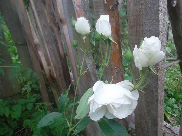 schneewittchen - trandafiri 2012