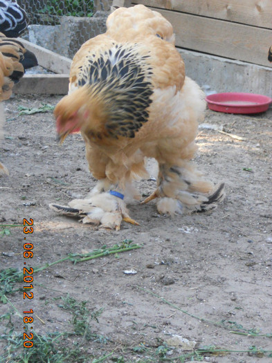 031 - tineret 2012