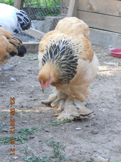 033 - tineret 2012
