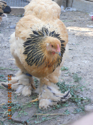 035 - tineret 2012