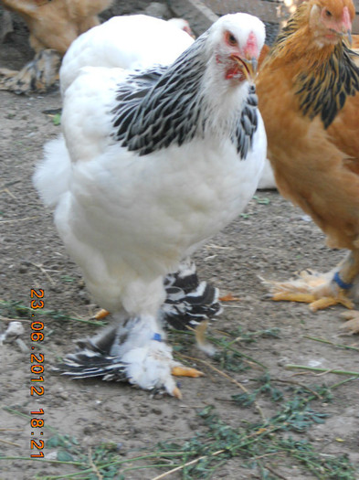 034 - tineret 2012