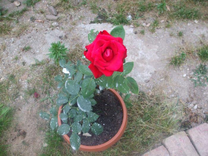 Madame Delbard