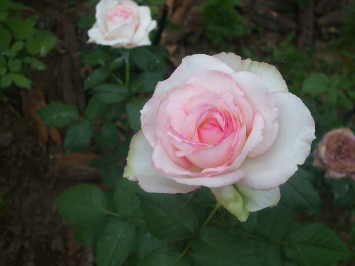 Rose Optimiste