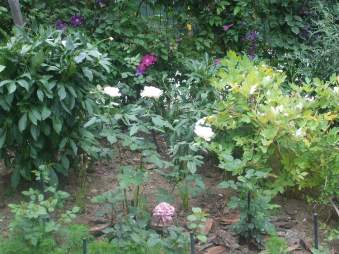 flori 2012 807