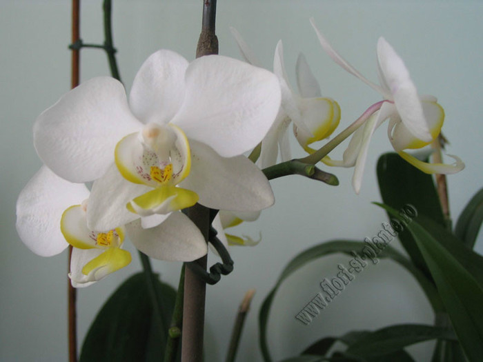 Phalaenopsis alb2 - Queen of Orchids and other