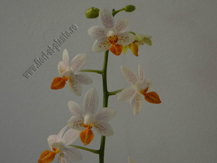 Phalaenopsis alb flori mini