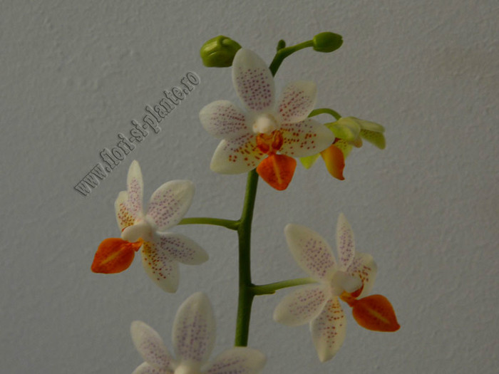 Phalaenopsis alb flori mini - Queen of Orchids and other