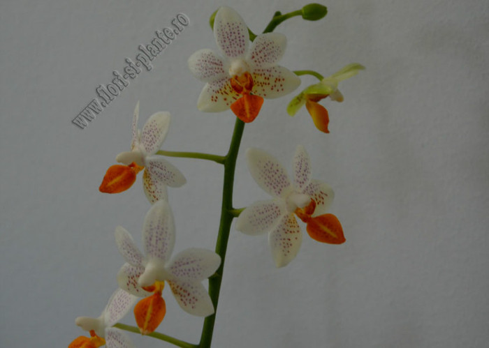 Phalaenopsis alb flori mini