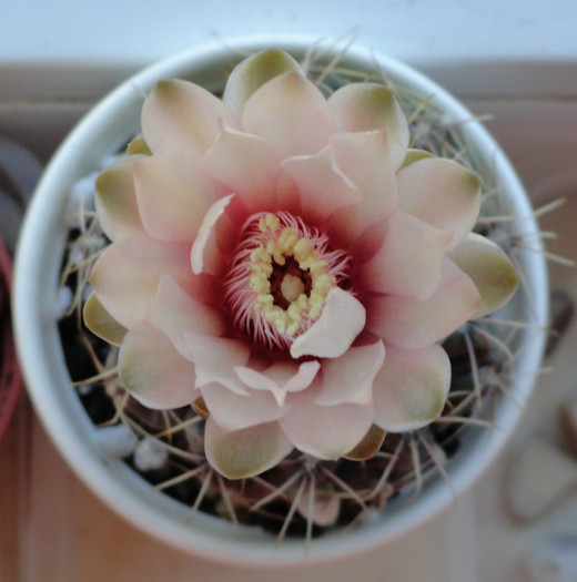 Gymnocalycium - Alte flori