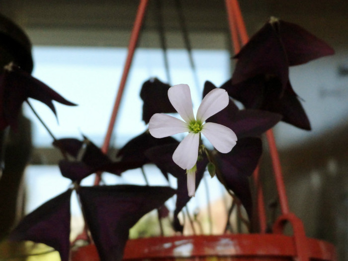 Oxalis triangularis - Alte flori