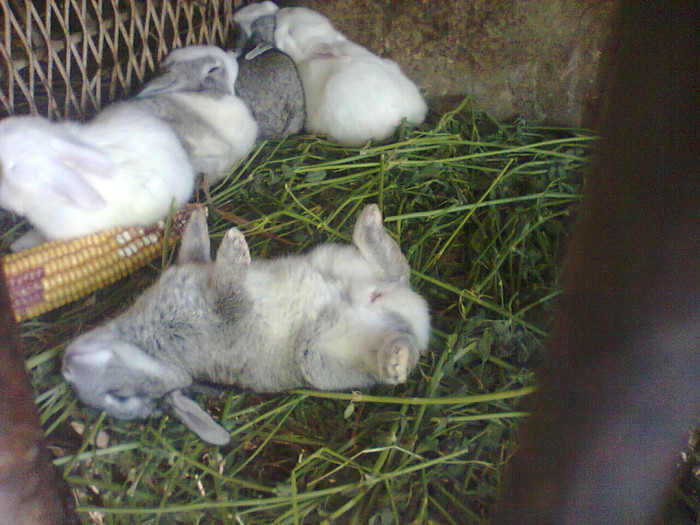 Costy foto0200; ce somn imi este
