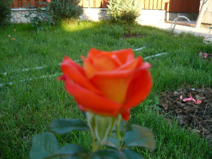 001 - TRANDAFIRI 2012-2013-2014