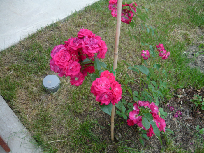 008 - TRANDAFIRI 2012-2013-2014