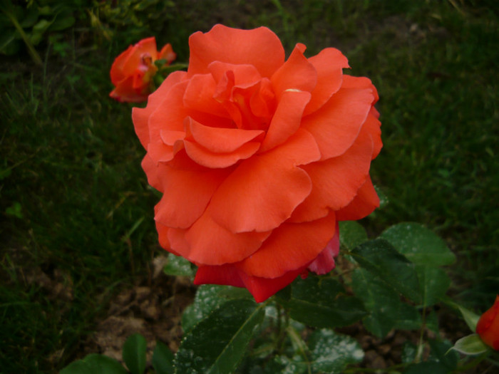 010 - TRANDAFIRI 2012-2013-2014
