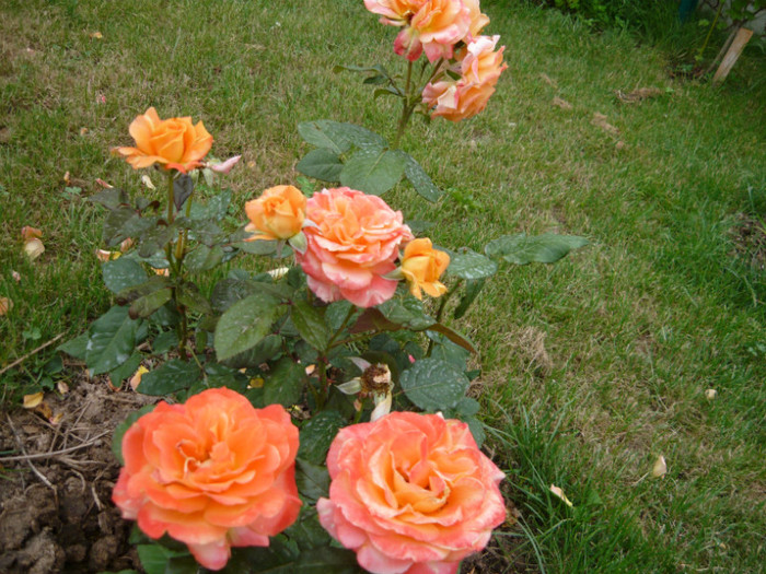 013 - TRANDAFIRI 2012-2013-2014