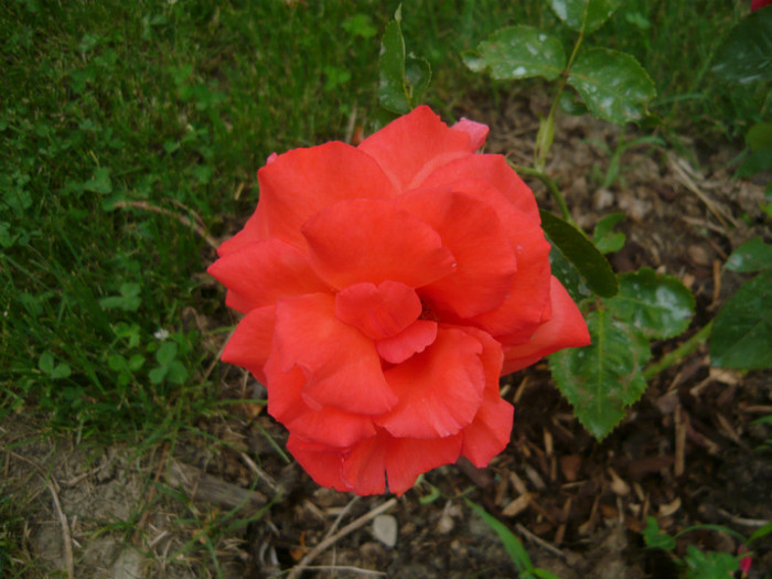 017 - TRANDAFIRI 2012-2013-2014